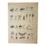 Old lithograph 1922, Turnip, varieties and enemies, vegetables • Engraving, original illustration