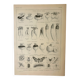 Old lithograph 1922, Turnip, varieties and enemies, vegetables • Engraving, original illustration