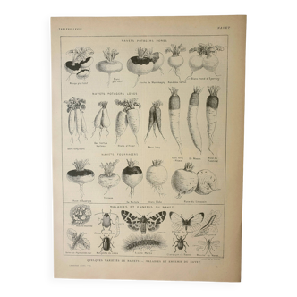 Old lithograph 1922, Turnip, varieties and enemies, vegetables • Engraving, original illustration