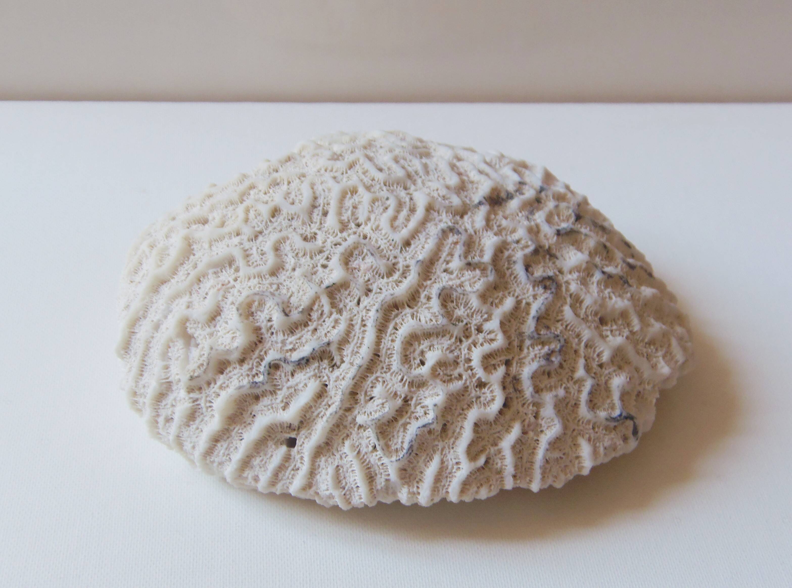 Coral Brain of Neptune