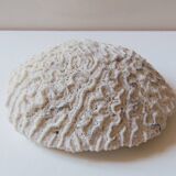 Coral Brain of Neptune