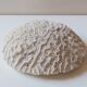 Coral Brain of Neptune