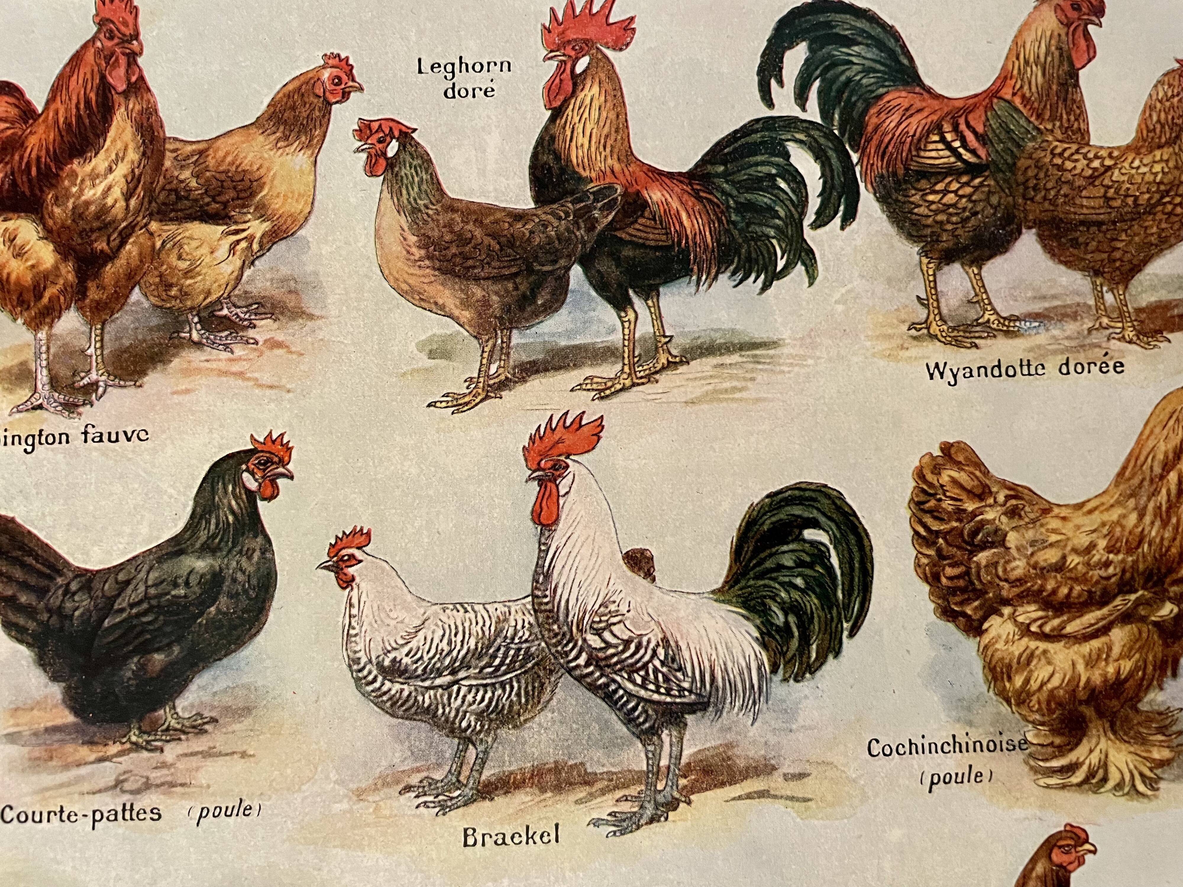 Lithograph on chickens (XXXV) - 1920