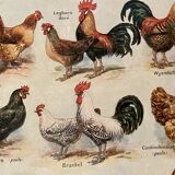 Lithograph on chickens (XXXV) - 1920