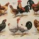 Lithograph on chickens (XXXV) - 1920
