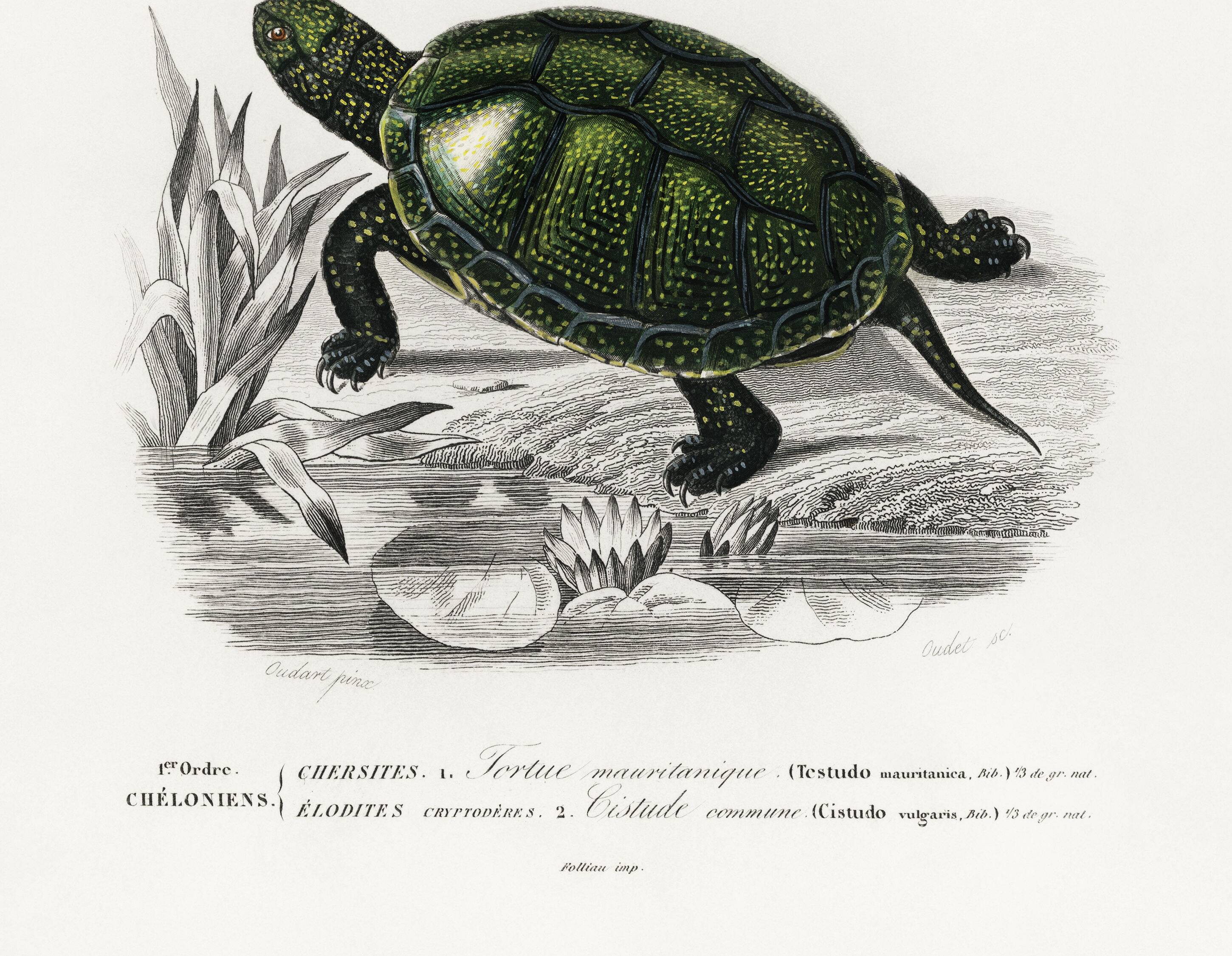 Poster about turtles, based on an old engraving from 1849.