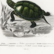Poster about turtles, based on an old engraving from 1849.