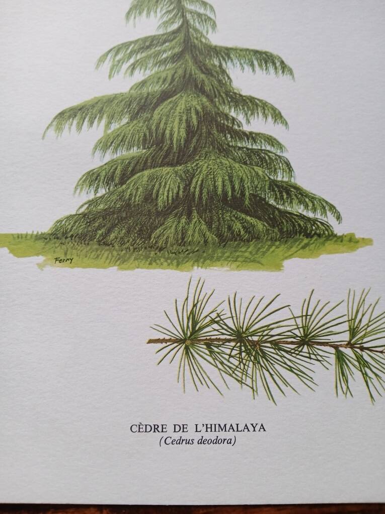Botanical poster - Himalayan cedar