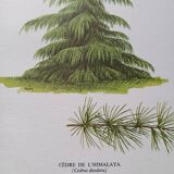 Botanical poster - Himalayan cedar