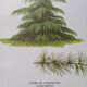 Botanical poster - Himalayan cedar