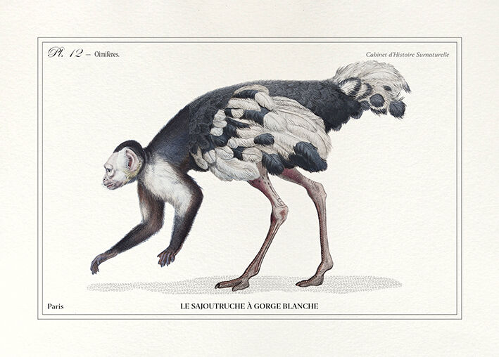 Lithograph engraving chimu00e8re animal - the saddingruche