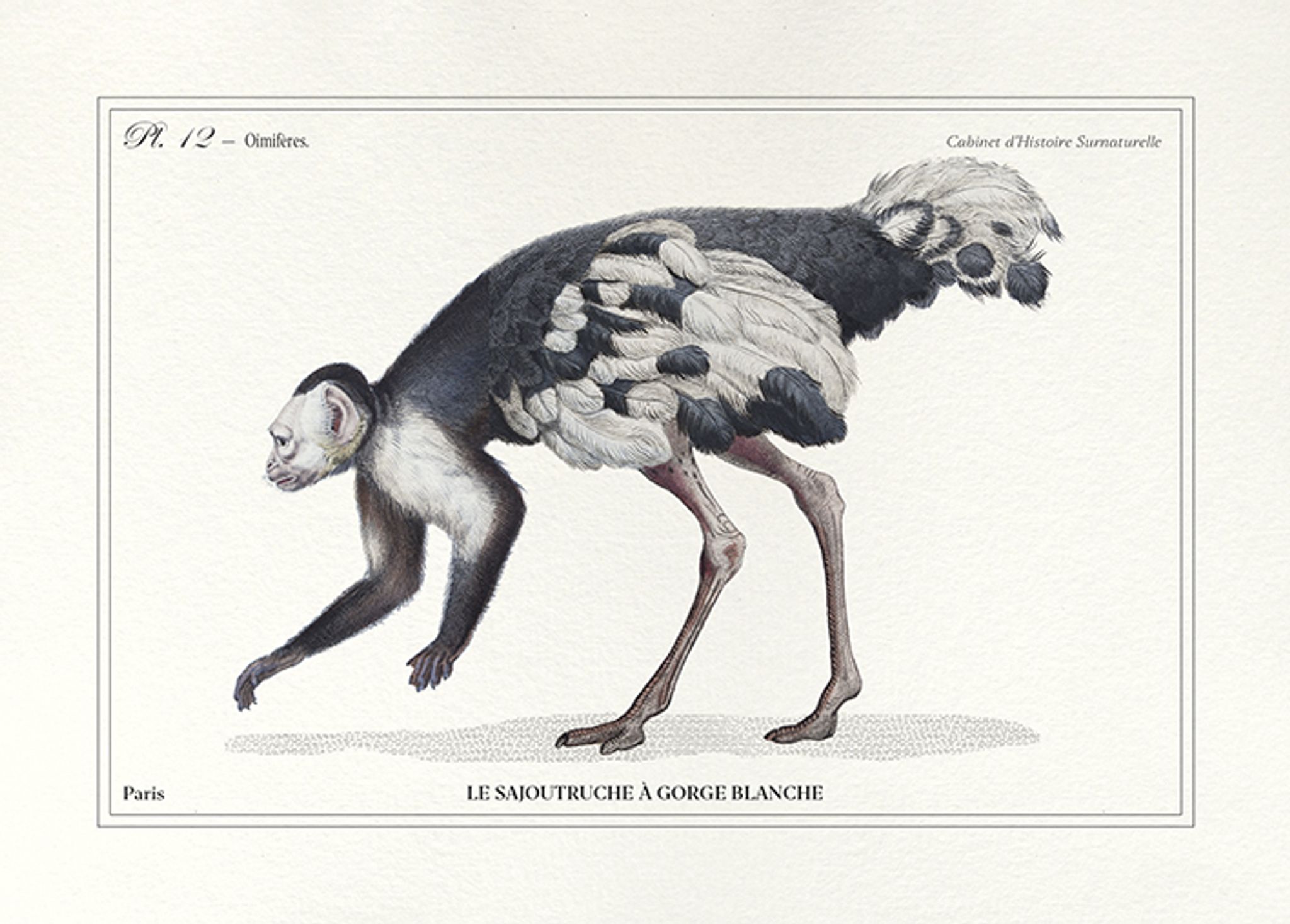Lithograph engraving chimu00e8re animal - the saddingruche