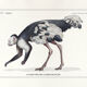 Lithographie gravure chimu00e8re animal - le sajoutruche