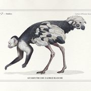 Lithograph engraving chimu00e8re animal - the saddingruche