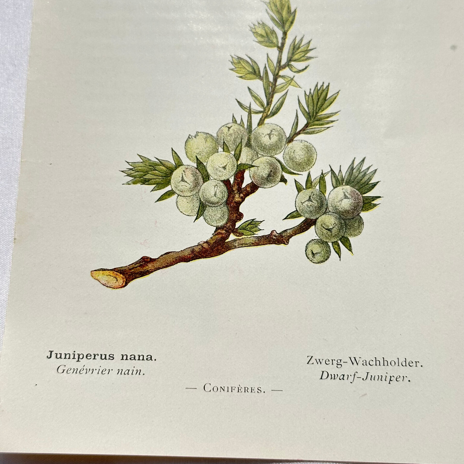 Old Botanical Engraving, "White Hellebore & Dwarf Juniper", Herbie