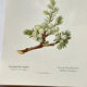 Old Botanical Engraving, "White Hellebore & Dwarf Juniper", Herbie