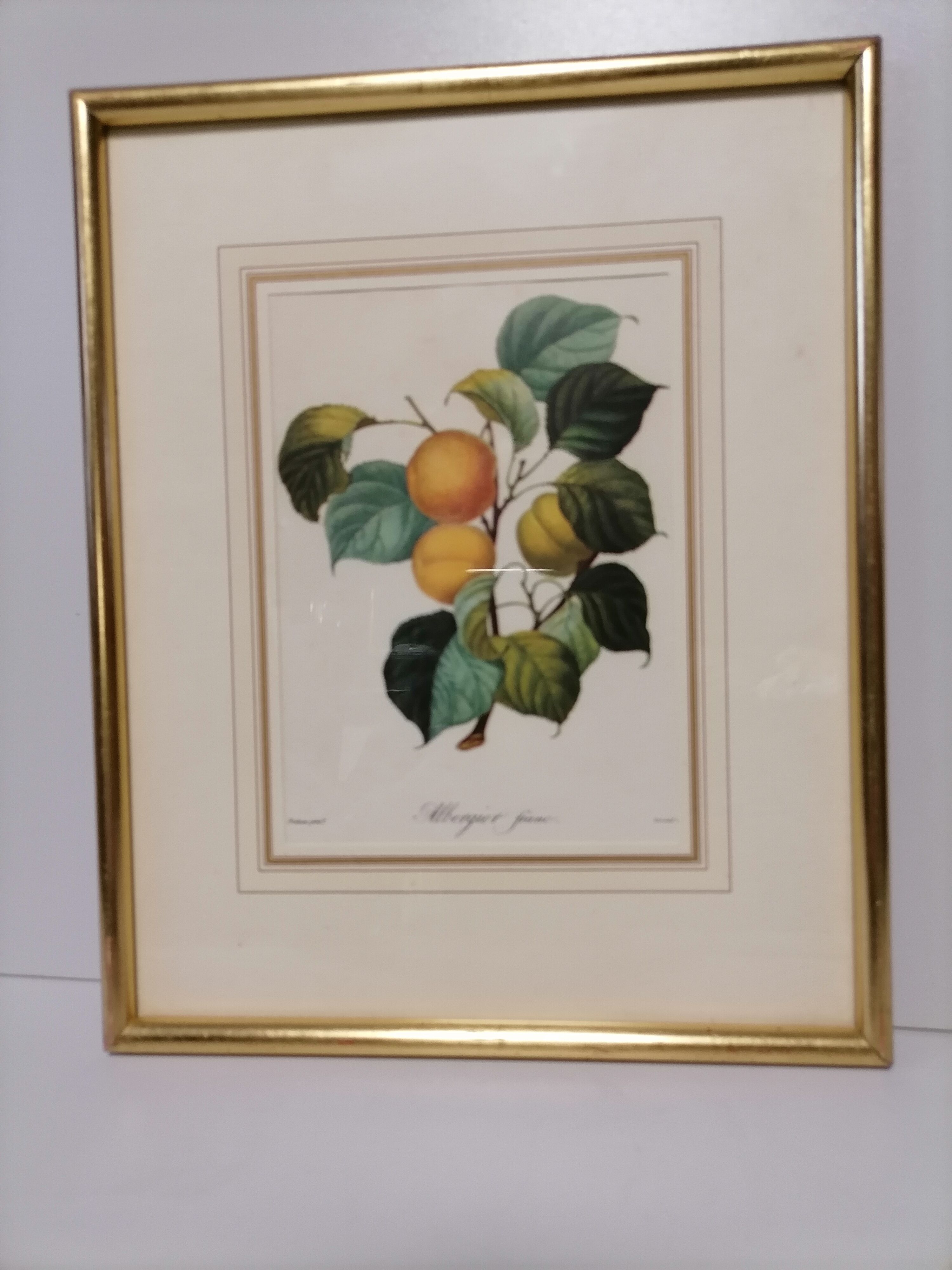 Lithograph fruit engraving