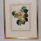 Lithograph fruit engraving