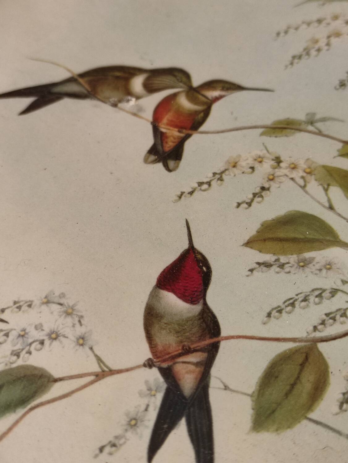 Old framed bird engraving