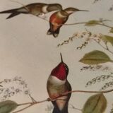 Gravure oiseau ancienne encadrée