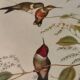 Gravure oiseau ancienne encadrée