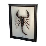 Scorpion naturalisé sous verre