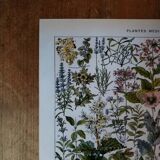Original lithograph on medicinal plants (2)