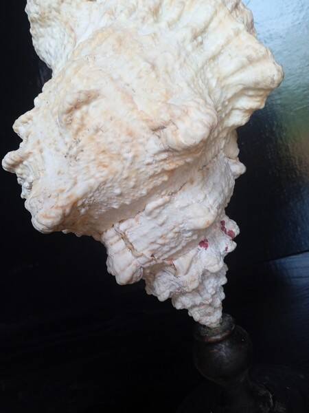 Cabinet of Curiosities 33cm Tutufa Bubo Shell on base