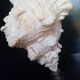 Cabinet of Curiosities 33cm Tutufa Bubo Shell on base