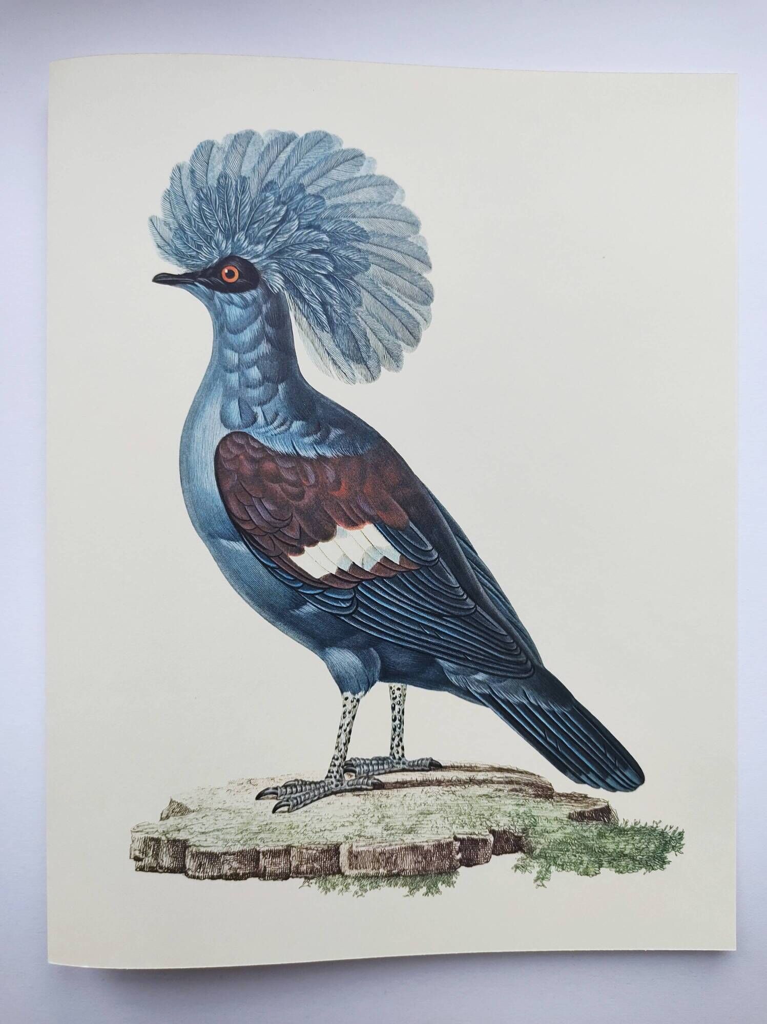 Old plate - Crowned Goura - Vintage zoological and ornithological illustration from 1970 - Bird