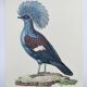 Old plate - Crowned Goura - Vintage zoological and ornithological illustration from 1970 - Bird