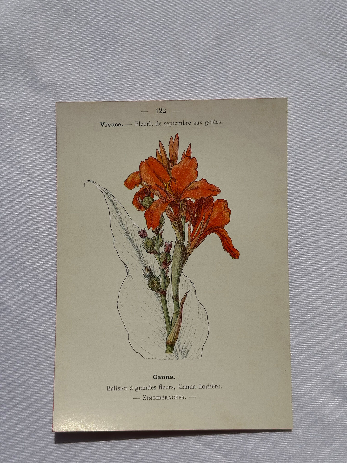 🌿 Botanical Plate Old Naturalist Engraving 19th Century Double-Sided A