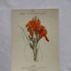 🌿 Botanical Plate Old Naturalist Engraving 19th Century Double-Sided A