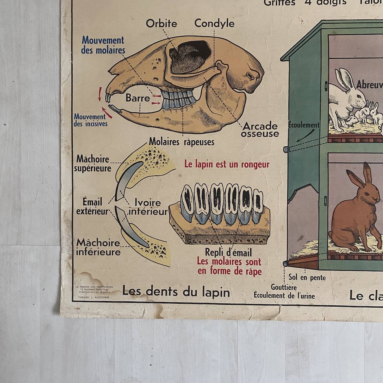 Vintage school poster The insectivorous animals / Rabbit
