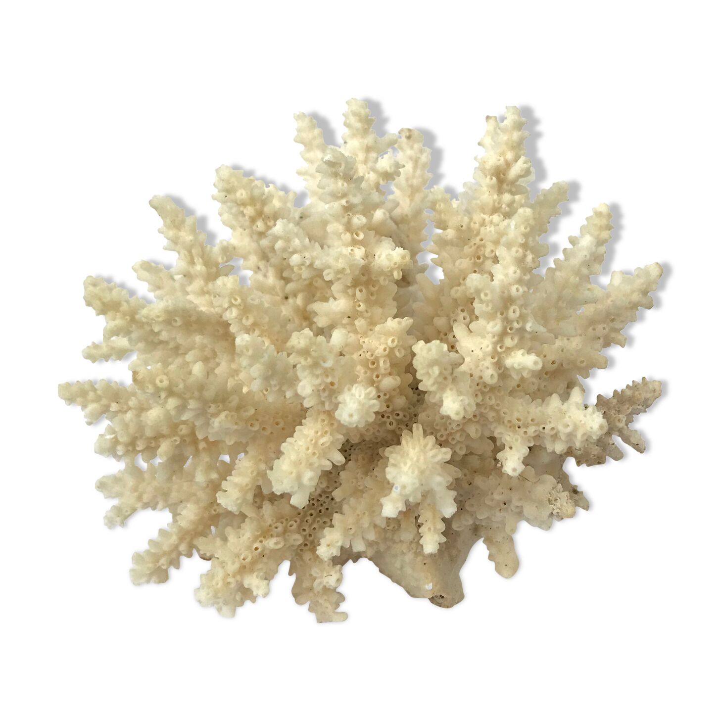 Ancient pacific coral