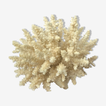 Ancient pacific coral