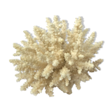 Ancient pacific coral
