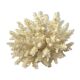 Ancient pacific coral