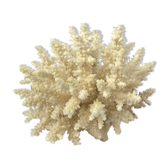 Ancient pacific coral