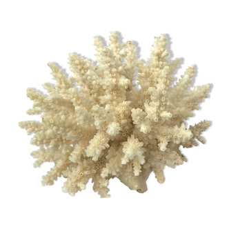 Corail ancien du Pacifique