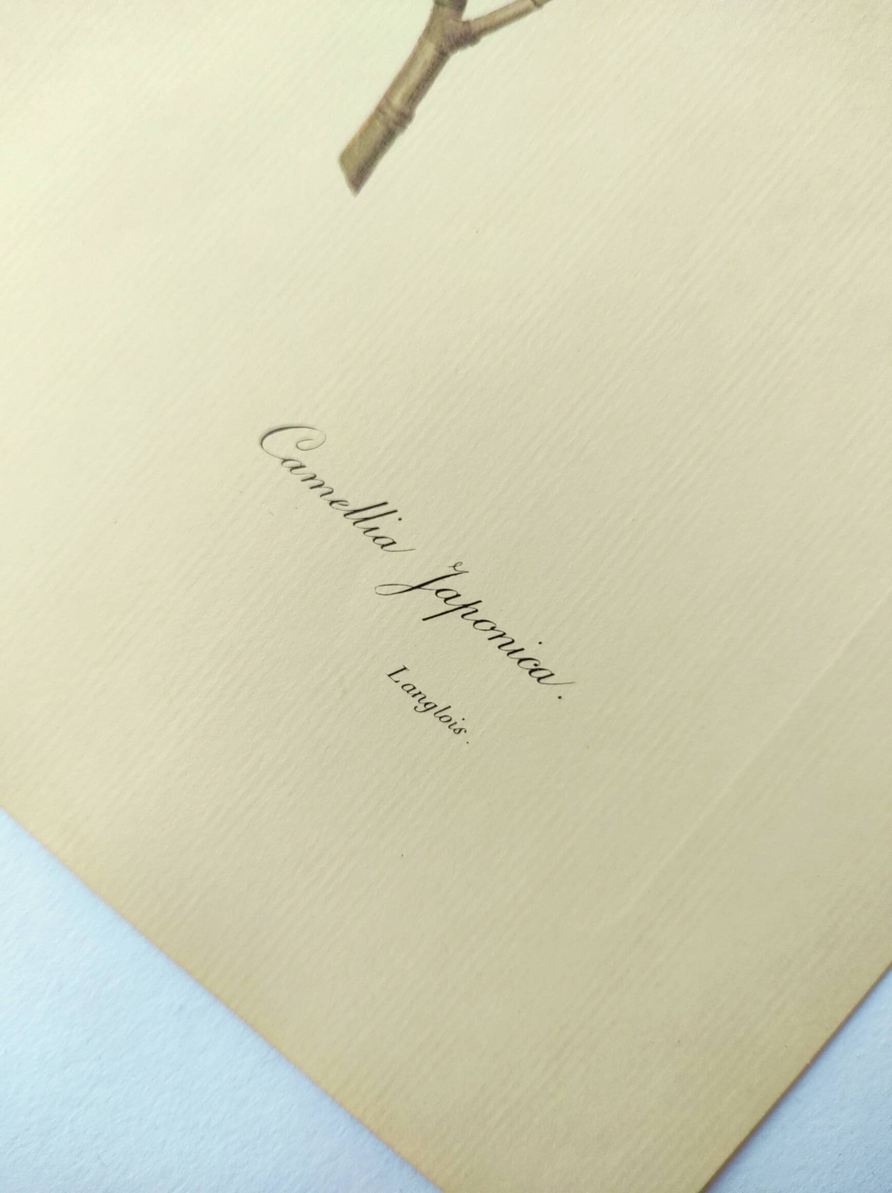 Antique botanical engraving -1955- Variegated Camellia or Japonica- by PJ. Redouté. Vintage Flower