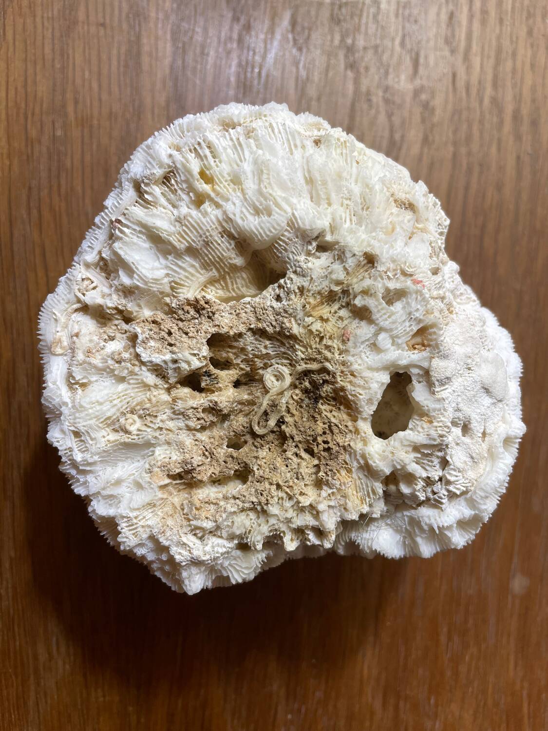 “Brain” coral