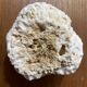 “Brain” coral