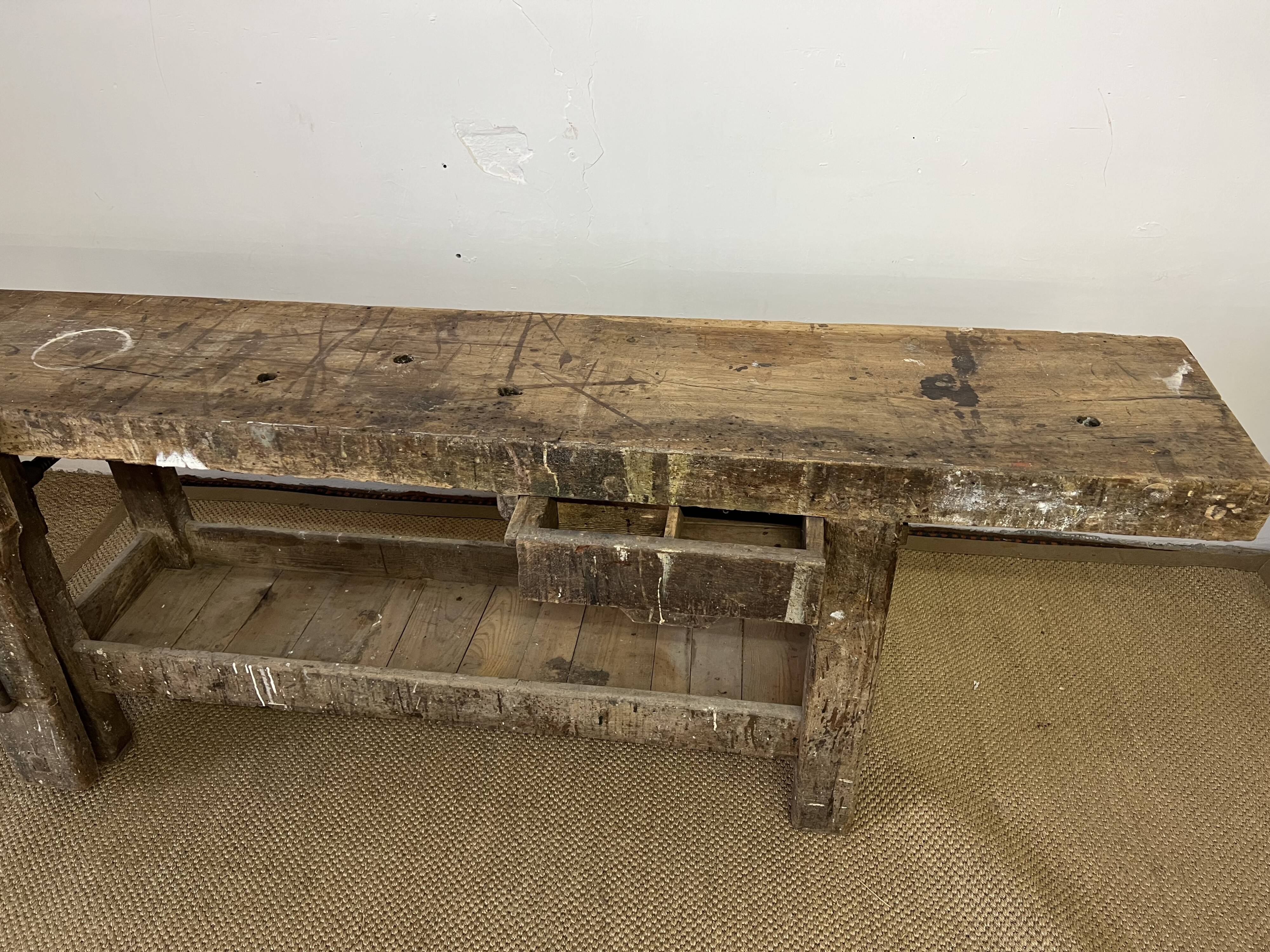 Established in old wood