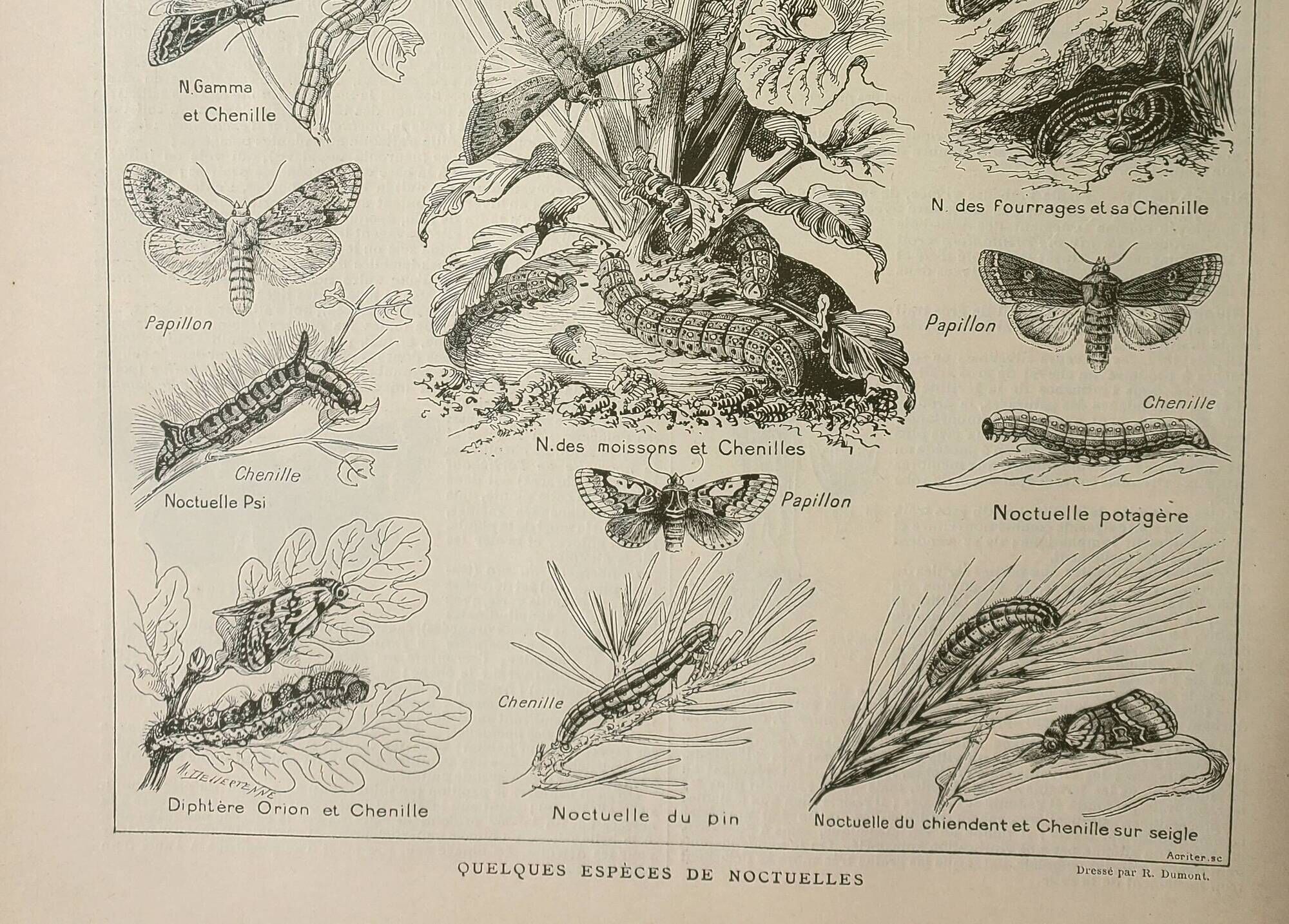 Old lithograph 1922, Noctuelle, insect, entomology, butterflies • Engraving, original illustration
