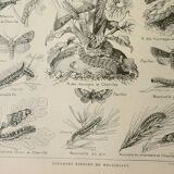 Lithographie ancienne, Noctuelle, insecte, entomologie, papillons, 1922