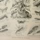 Old lithograph 1922, Noctuelle, insect, entomology, butterflies • Engraving, original illustration