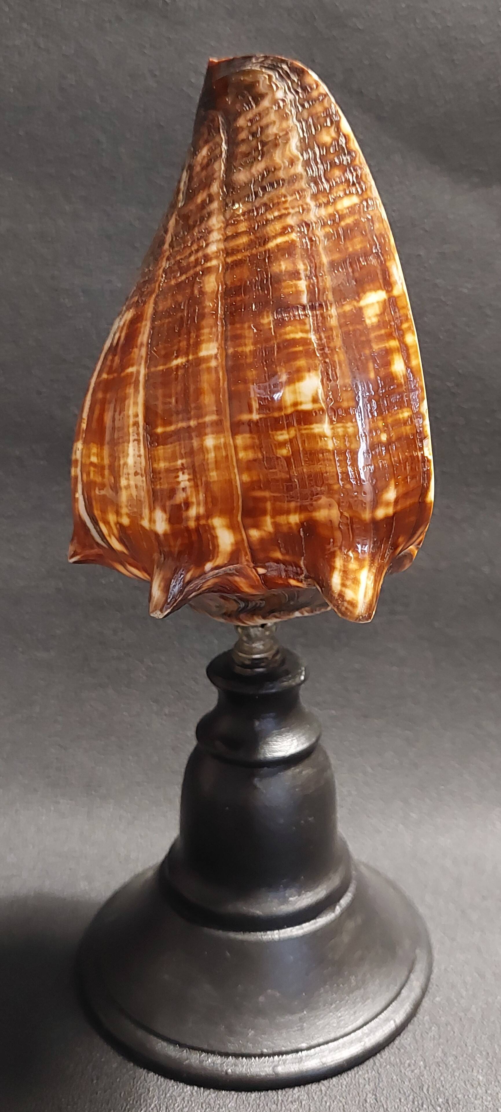 Cabinet of Curiosities shell melongena melongena on a base