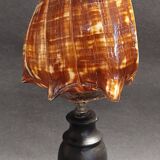 Cabinet of Curiosities shell melongena melongena on a base