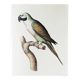 Plates of the bestiary from the Natural History Museum, Mustached Parakeet.